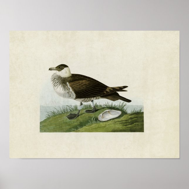 Plate 253 | Jaeger | Birds of America Poster (Front)