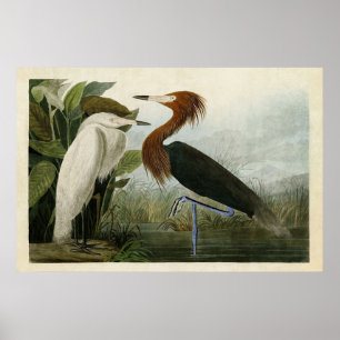 Plate 256 Purple Heron Birds of America Poster