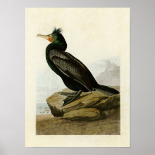 Plate 257 Double-Crested Cormorant Poster