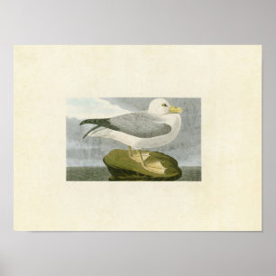 Plate 264 Fulmar Petrel Birds of America Poster