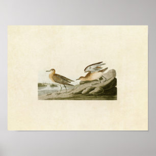 Plate 265   Buff-Breasted Sandpiper Poster