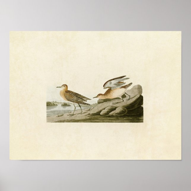 Plate 265 | Buff-Breasted Sandpiper Poster (Front)