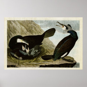 Plate 266   Common Cormorant   Birds of America Poster