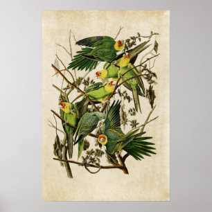 Plate 26   Carolina Parrot   Birds of America Poster