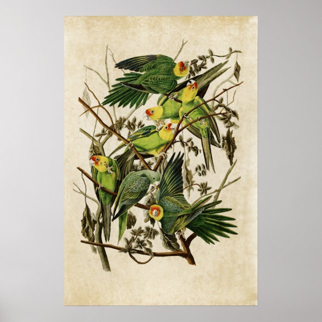 Plate 26 | Carolina Parrot | Birds of America Poster (Front)