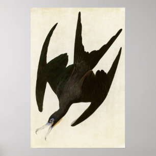 Plate 271 Frigate Pelican Birds of America Poster