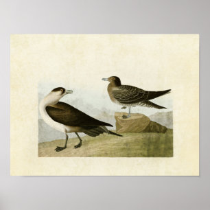 Plate 272   Richardson's Jaeger   Birds of America Poster