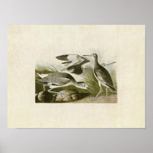 Plate 274 Semipalmated Snipe or Willet Poster