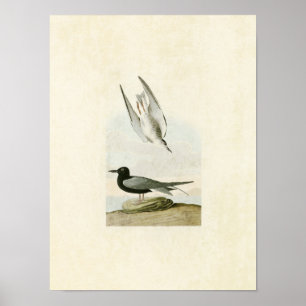 Plate 280   Black Tern   Birds of America Poster