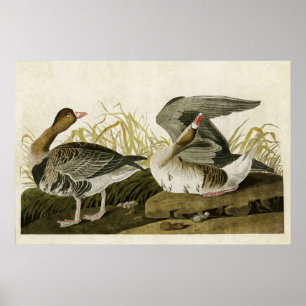 Plate 286 White-Fronted Goose Birds of America Poster