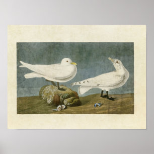 Plate 287 Ivory Gull Birds of America Poster