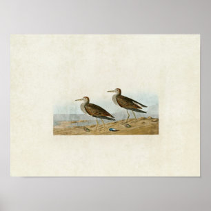Plate 294 Pectoral Sandpiper Birds of America Poster