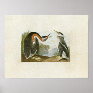Plate 298   Red-Necked Grebe   Birds of America Poster