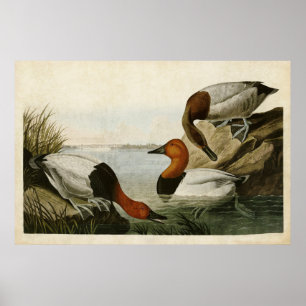 Plate 301 Canvas-Backed Duck Birds of America Poster