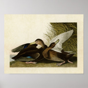 Plate 302 Dusky Duck Birds of America Poster
