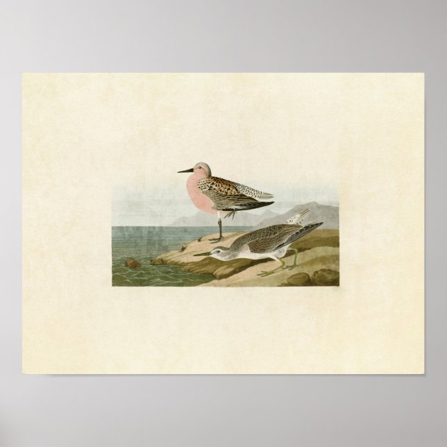 Plate 315 | Red-Breasted Sandpiper Poster (Front)
