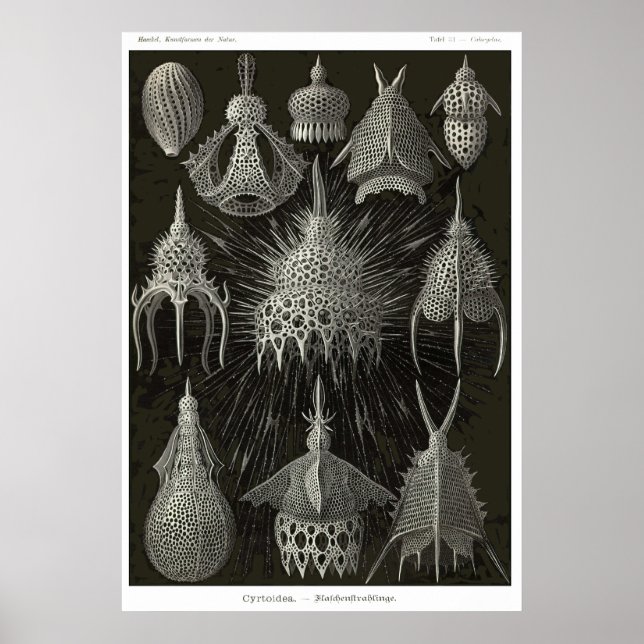 Plate 31 Cyrtoidea Poster (Front)