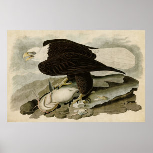 Plate 31 White-Headed Eagle Birds of America Poster