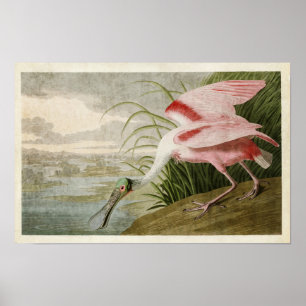 Plate 321 Roseate Spoonbill Birds of America Poster