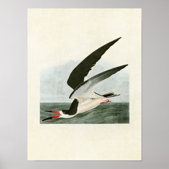 Plate 323 | Black Skimmer or Shearwater Poster (Front)