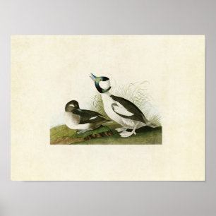 Plate 325 Bufflehead Duck Birds of America Poster