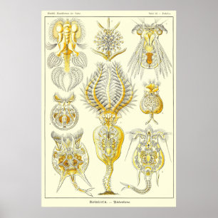 Plate 32 Rotatoria Poster