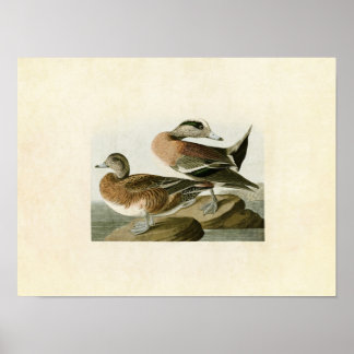 Plate 345 | American Widgeon | Birds of America Poster
