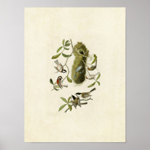 Plate 353 Chestnut-Backed Titmouse Poster