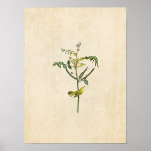 Plate 35   Children's Warbler   Birds of America Poster