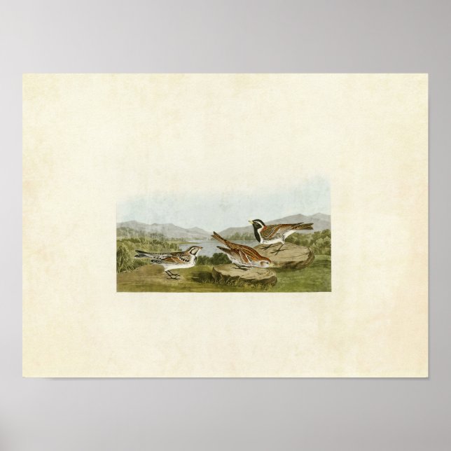 Plate 365 | Lapland Longspur | Birds of America Poster (Front)