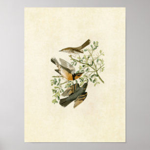 Plate 369   Mountain Mockingbird & Varied Thrush Poster