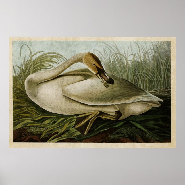 Plate 376 | Trumpeter Swan | Birds of America Poster (Front)