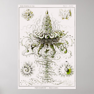 Plate 37. Siphonophores. Poster