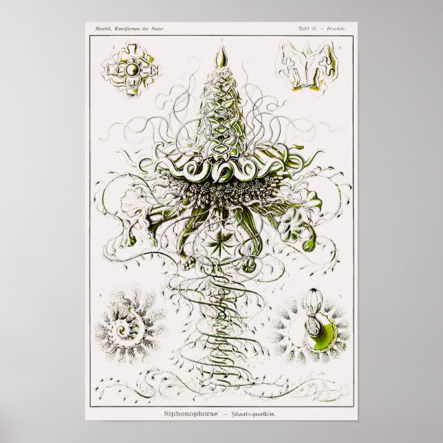 Plate 37. Siphonophores. Poster (Front)