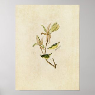 Plate 38 | Kentucky Warbler | Birds of America Poster