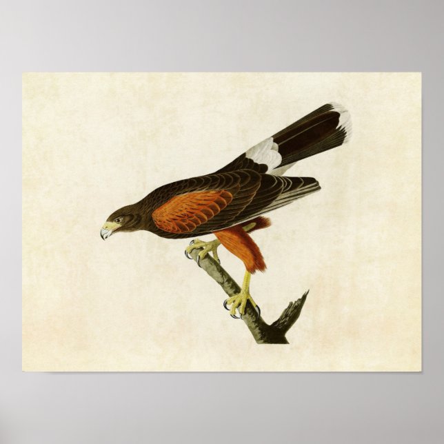 Plate 392 | Louisiana Hawk | Birds of America Poster (Front)