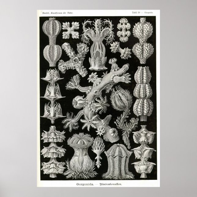 Plate 39 Gorgonia Poster (Front)