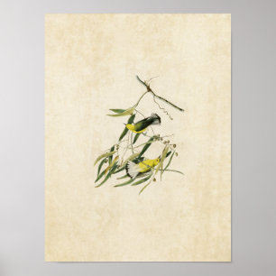 Plate 3 Prothonotary Warbler Birds of America Poster