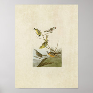 Plate 400 Siskin, Redpoll, Tanager & Finch Poster