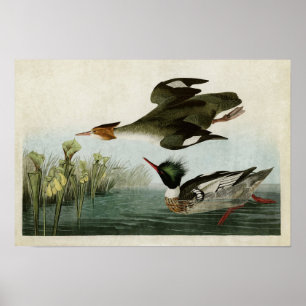 Plate 401 Red-Breasted Merganser Poster