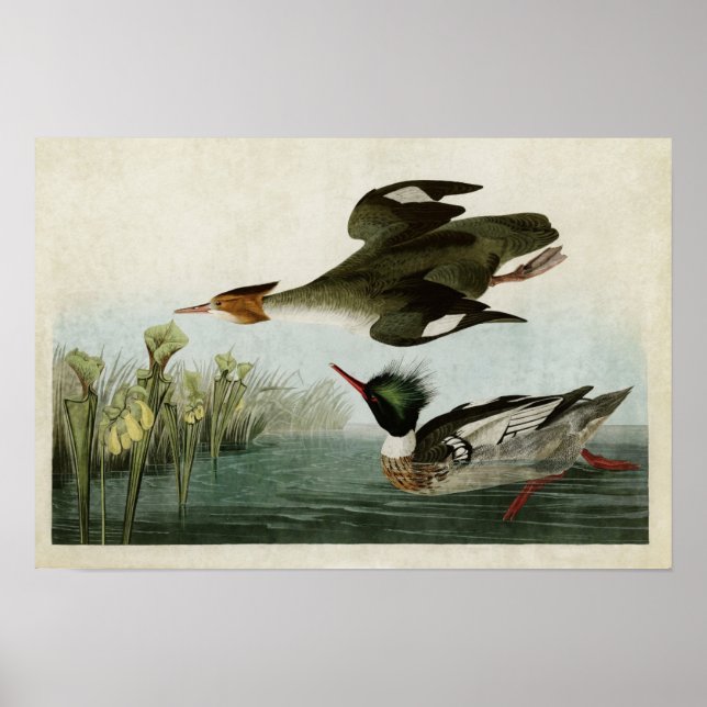 Plate 401 | Red-Breasted Merganser Poster (Front)