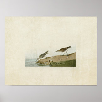Plate 405 | Semipalmated Sandpiper Poster