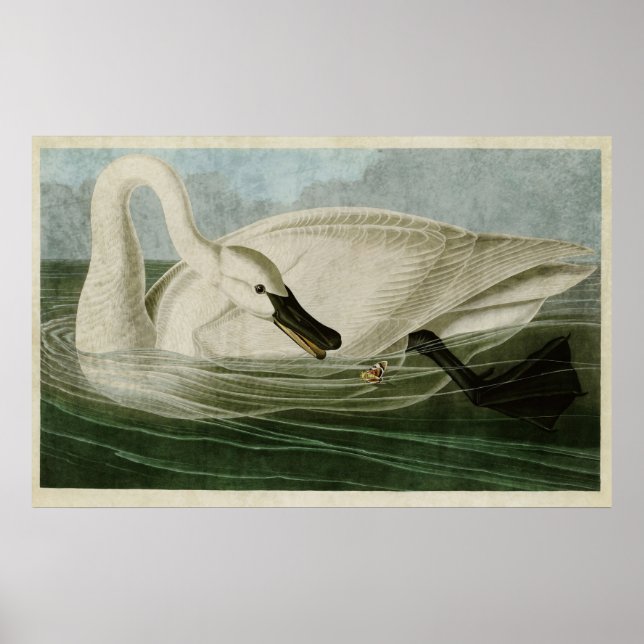 Plate 406 | Trumpeter Swan | Birds of America Poster (Front)