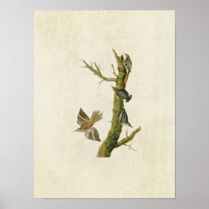 Plate 415 Brown Creeper and Californian Nuthatch Poster