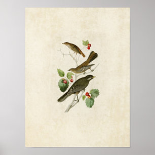 Plate 419 Thrush, Townsend and Jay Poster