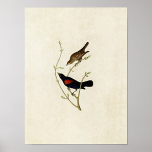 Plate 420 Prairie Starling Birds of America Poster
