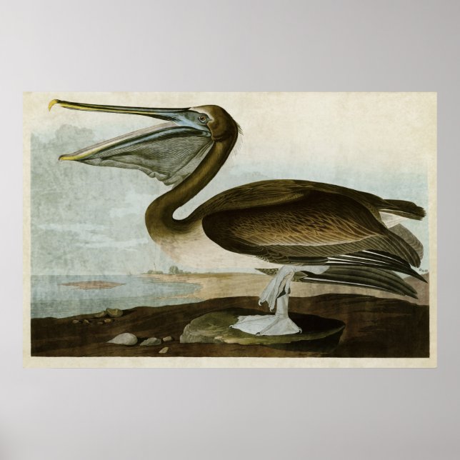 Plate 421 | Brown Pelican | Birds of America Poster (Front)