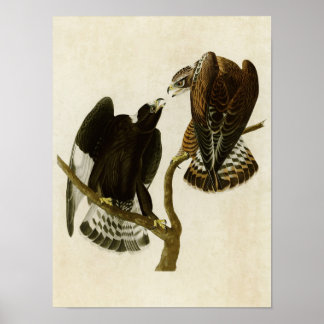 Plate 422 | Rough-Legged Falcon | Birds of America Poster