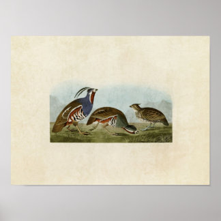 Plate 423 | Plumed and Thick-Legged Partridges Poster