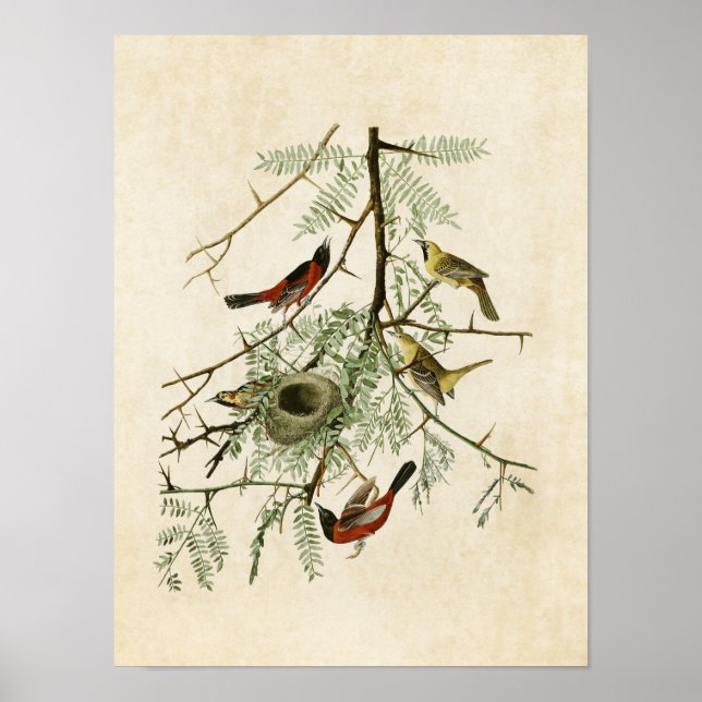 Plate 42 | Orchard Oriole | Birds of America Poster (Front)